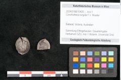 Foto (Objekt + Etikett) von Conchotheca turgida F.V. Mueller (NHMW-GEO-2024-0188-10420)